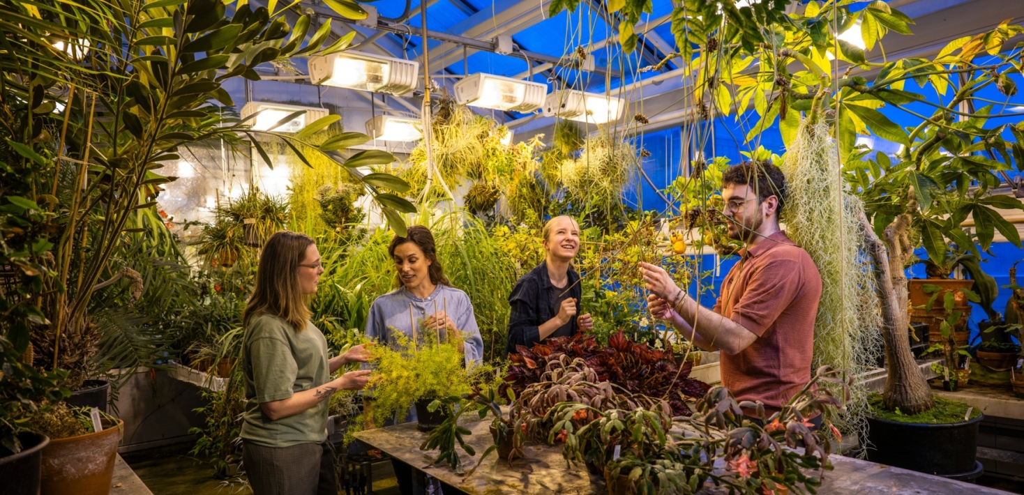 Studenter och forskare arbetar tillsammans i ett växthus, omgivna av gröna växter och stark belysnin